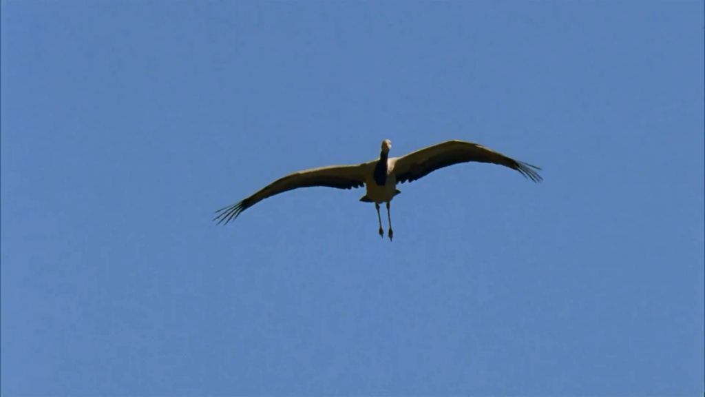 [Image courtesy: BBC Planet Earth]
