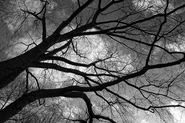 The Ugly Tree